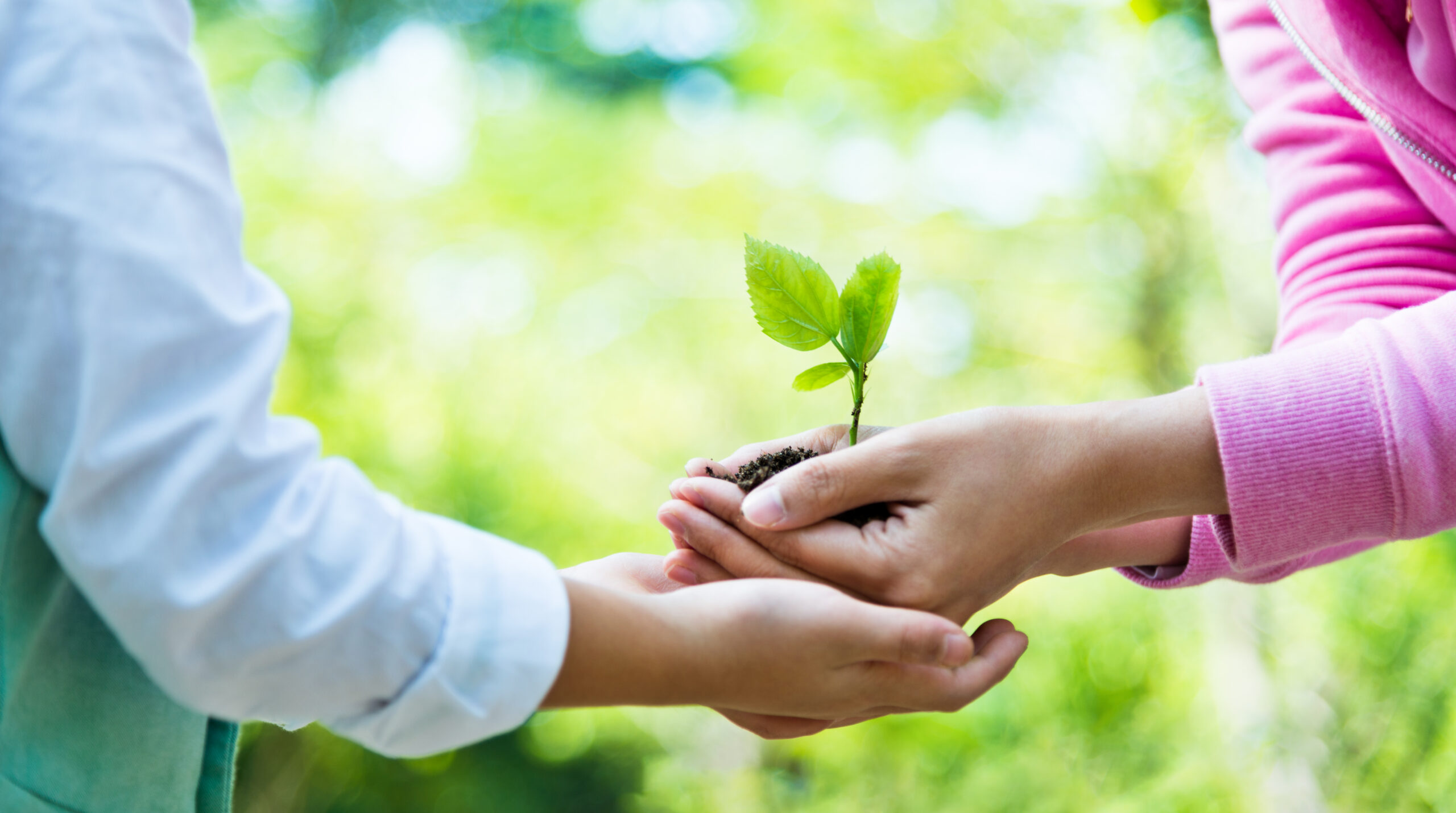 Hands of little boy and his mother holding a young plant. Charitable giving and estate planning.